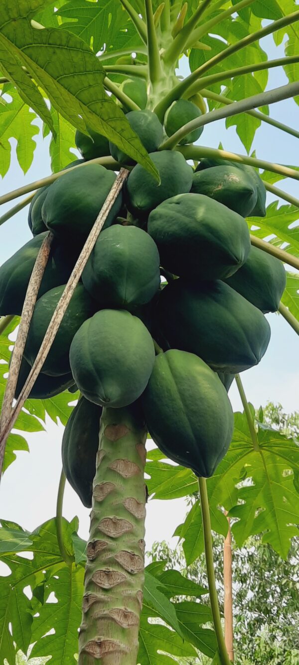 Papaya, Papita (Organic)- Seeds