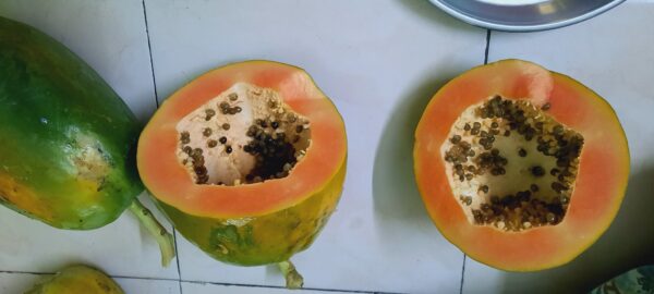 Papaya, Papita (Organic)- Seeds - Image 2