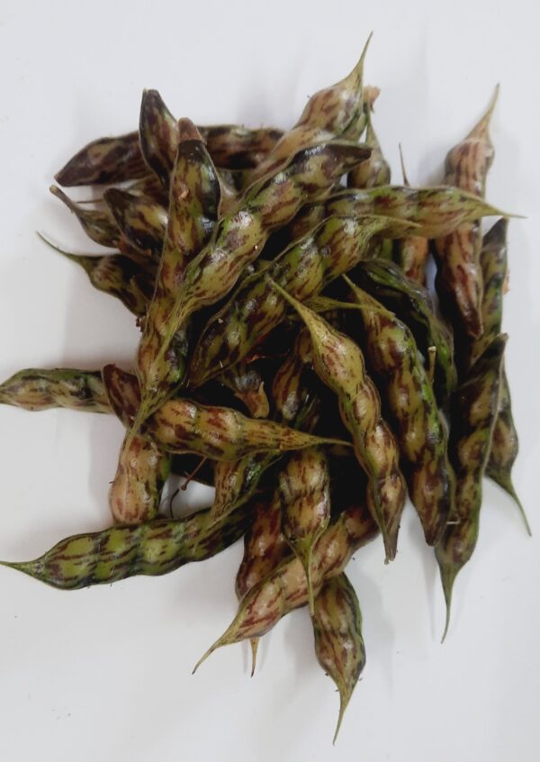 Toor Dal Green- Local Variety (20 grams per packet) - Image 3